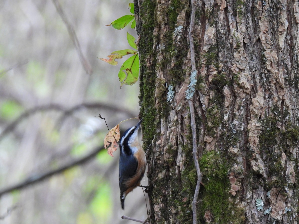 Red-breasted Nuthatch - ML377109161