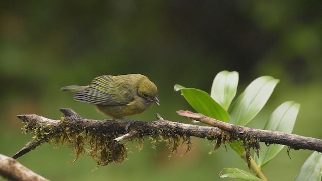 Silver-throated Tanager - ML377109941