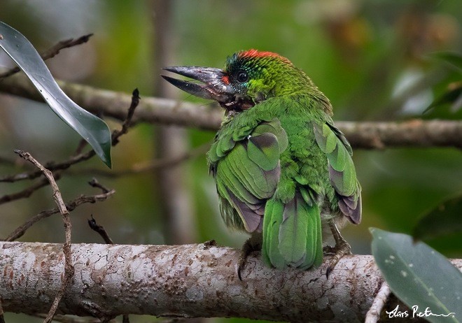 Red-throated Barbet - ML377111351