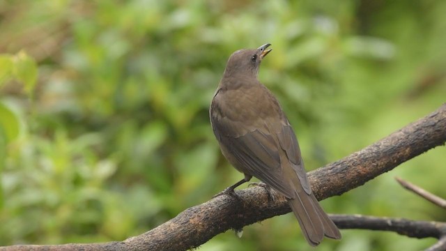 Mountain Thrush - ML377112081