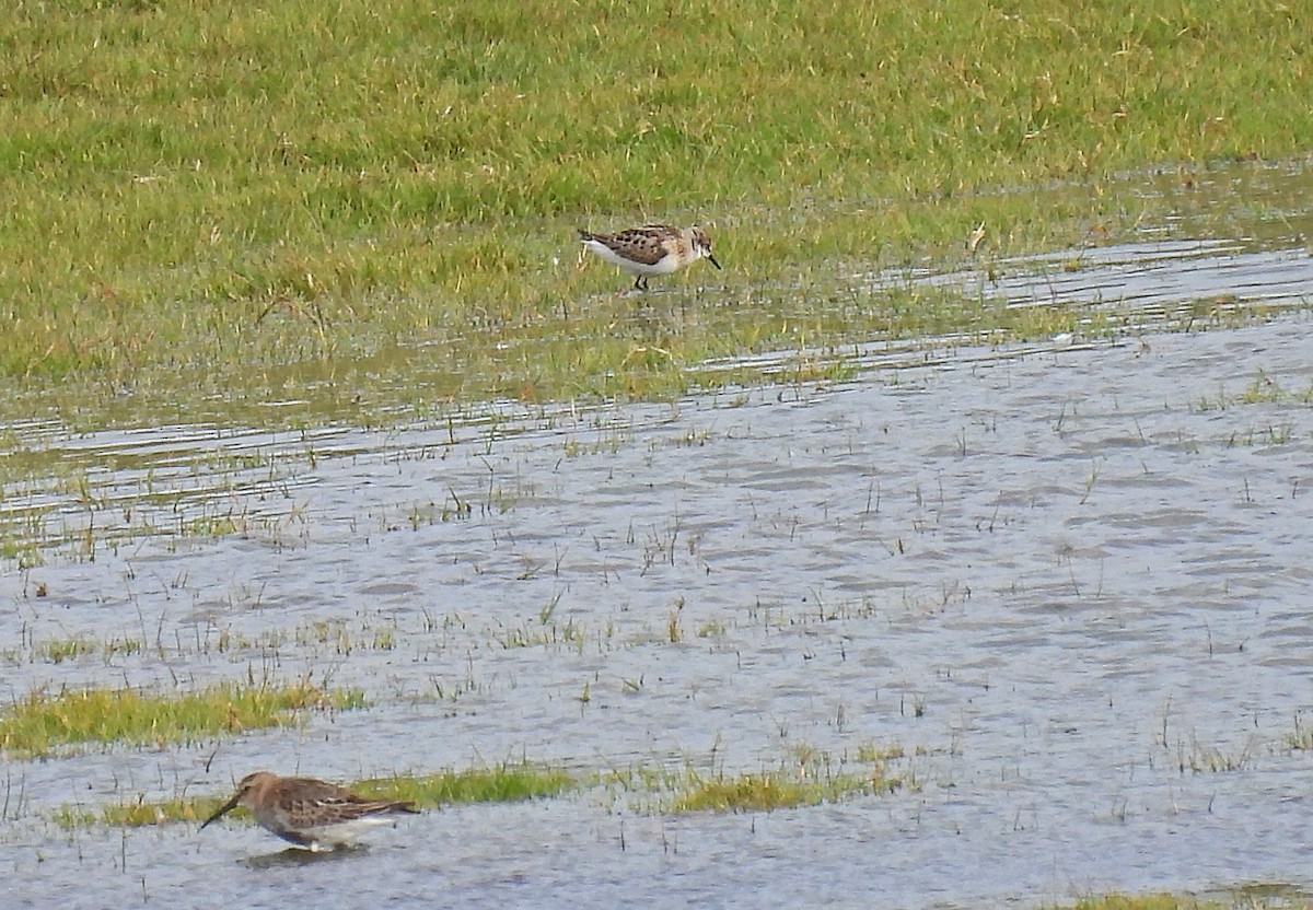 Little Stint - ML377112451