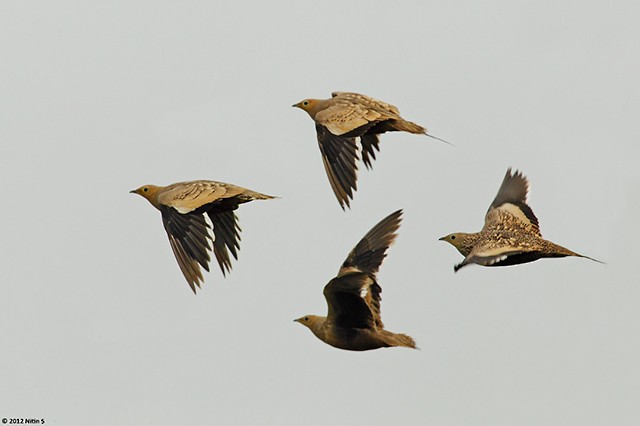 Chestnut-bellied Sandgrouse - Nitin Srinivasa Murthy