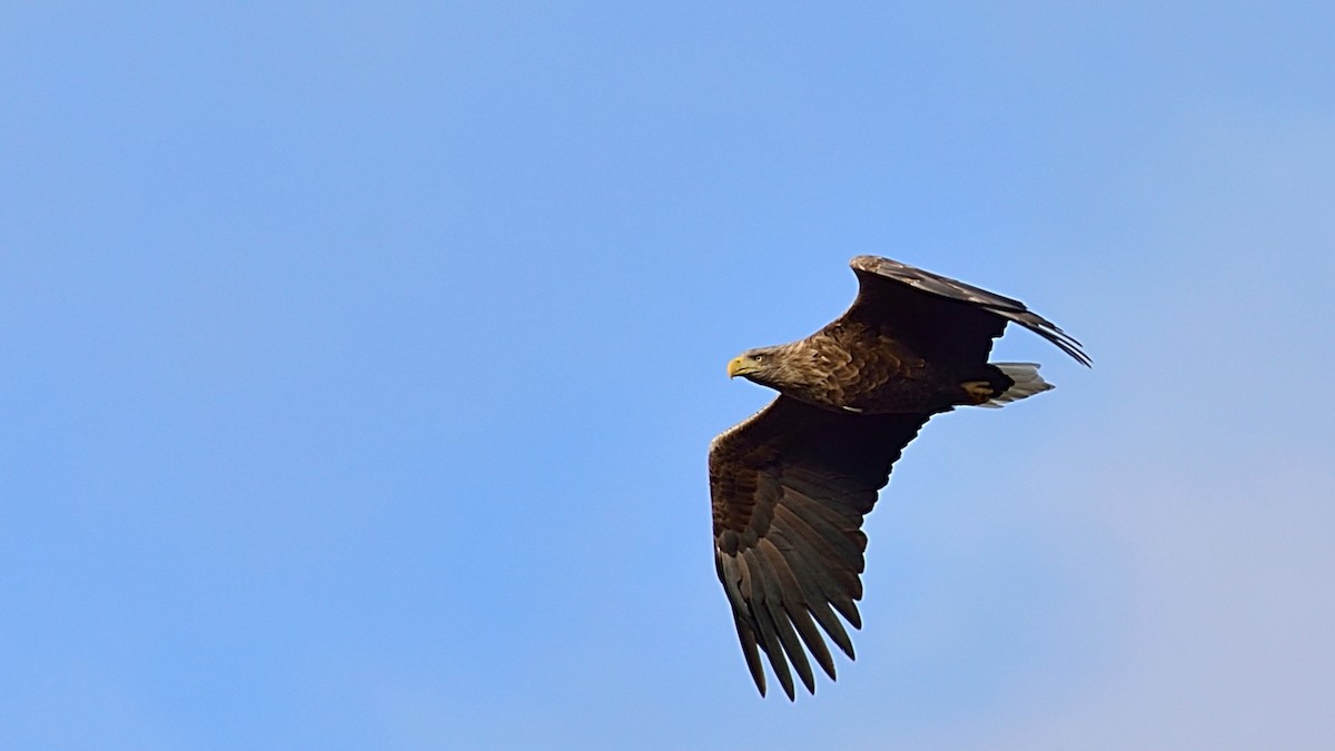 White-tailed Eagle - ML377114011