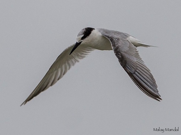 Little Tern - ML377114221