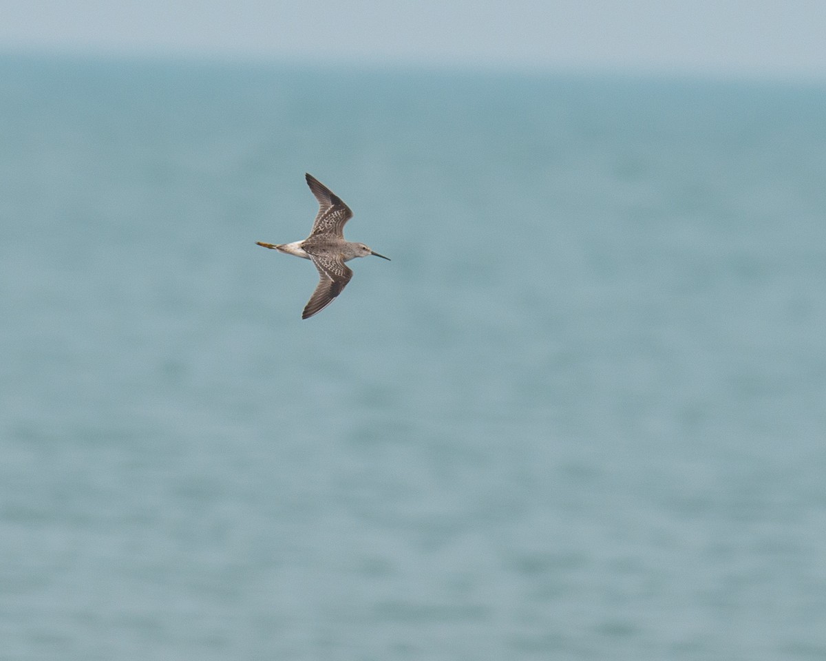 Stilt Sandpiper - ML377115251