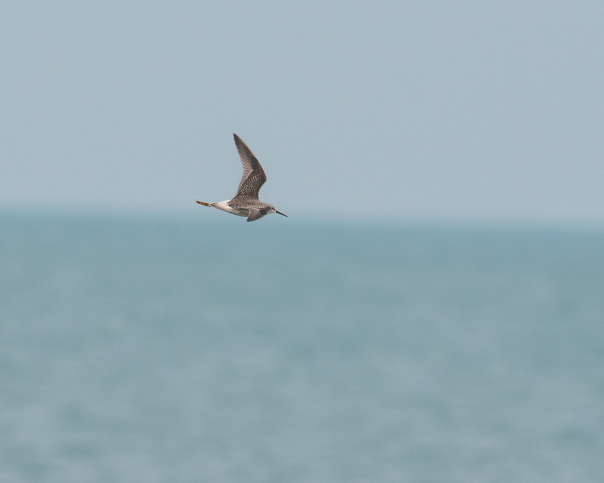 Stilt Sandpiper - ML377115261