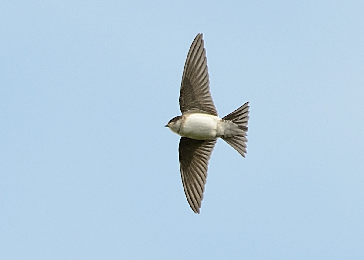 Western House-Martin - ML377115771