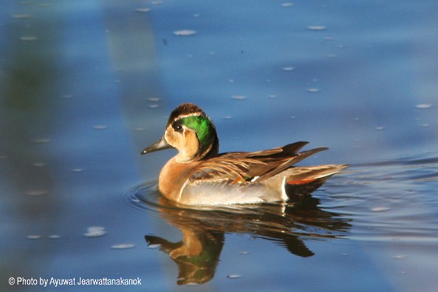 Baikal Teal - ML377115791