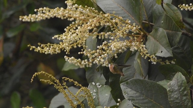 Colibri scintillant - ML377116321