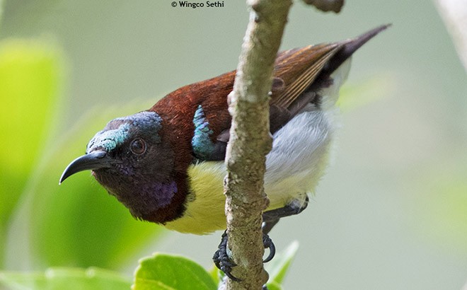 Purple-rumped Sunbird - Wg Cdr Vijay K Sethi