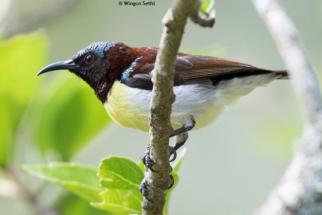 Purple-rumped Sunbird - Wg Cdr Vijay K Sethi