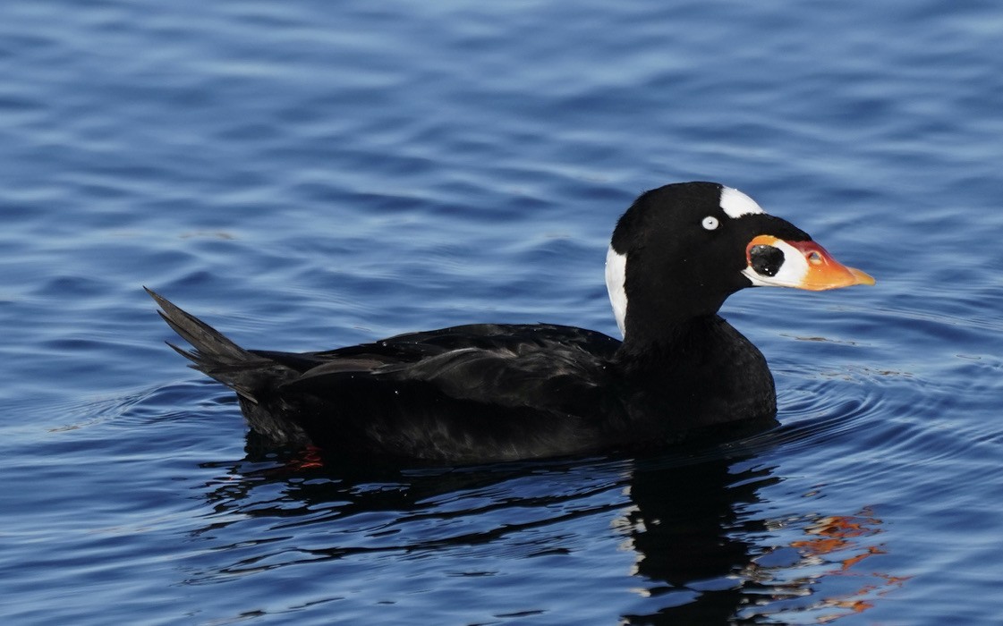 Surf Scoter - Ken Lillis