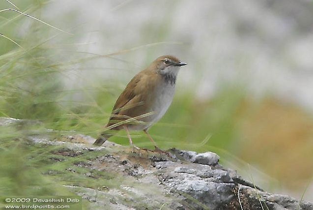 West Himalayan Bush Warbler - ML377117821