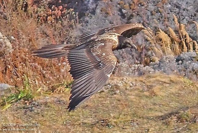 Bearded Vulture (Eurasian) - ML377117851