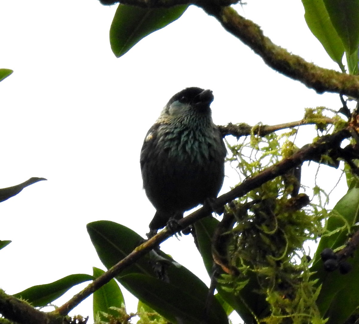Black-capped Tanager - ML377117901