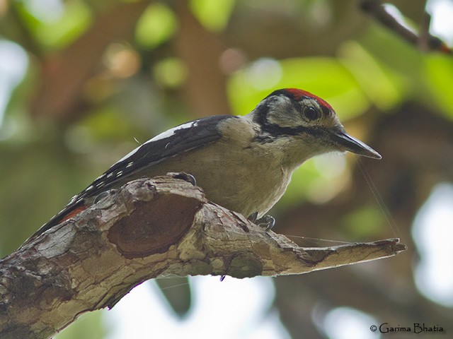 Himalayan Woodpecker - ML377118401