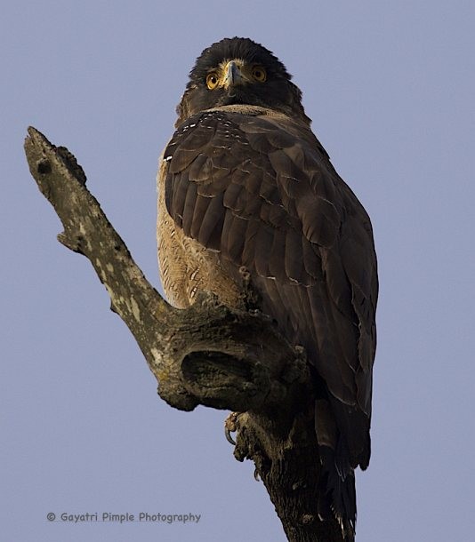 Crested Serpent-Eagle (Crested) - ML377119041