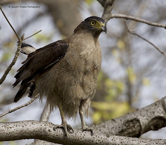 Crested Serpent-Eagle (Crested) - Gayatri Pimple