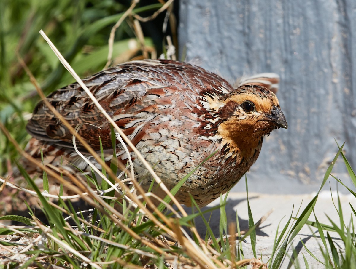 Northern Bobwhite - Brooke Miller