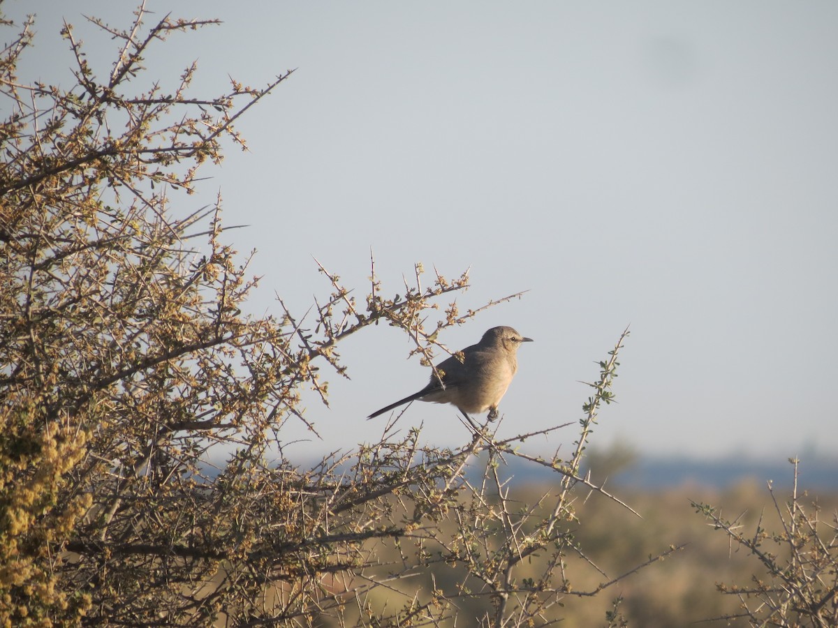 patagoniaspottefugl - ML377119881