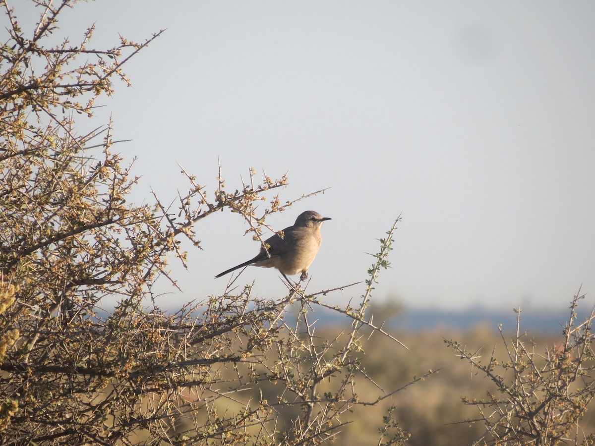patagoniaspottefugl - ML377119891