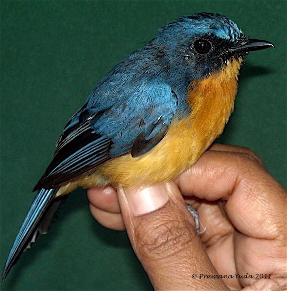 Javan Blue Flycatcher - ML377120271