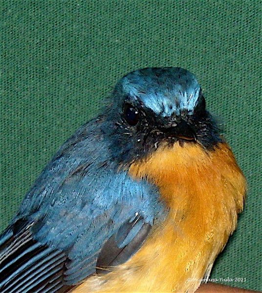 Javan Blue Flycatcher - ML377120281