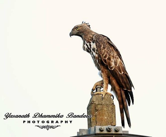 Changeable Hawk-Eagle (Crested) - ML377120441