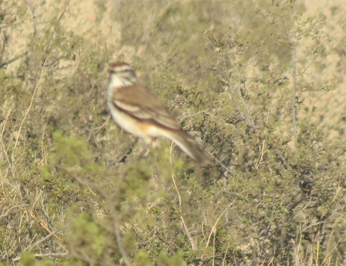 rustryggtyrann - ML377120831