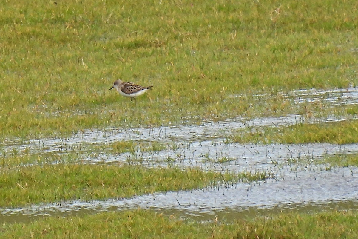 Little Stint - ML377121251