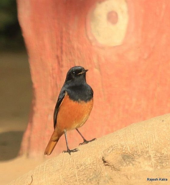 חכלילית סלעים (מזרחית) - ML377121361