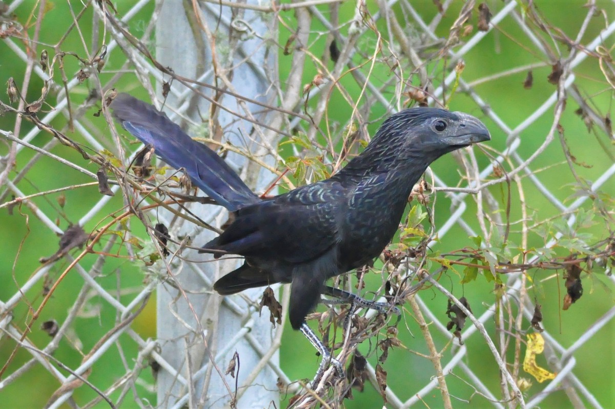 Groove-billed Ani - Jimmie Dufault