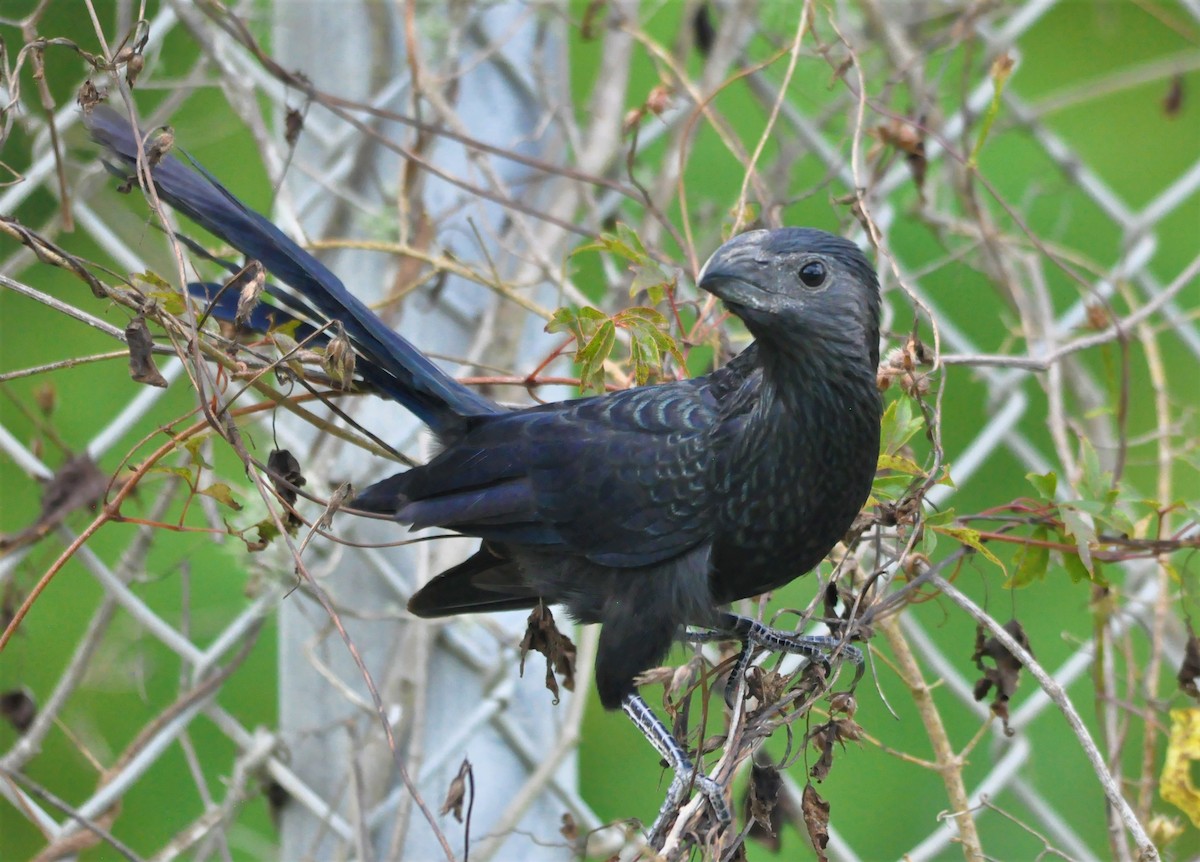 Groove-billed Ani - Jimmie Dufault