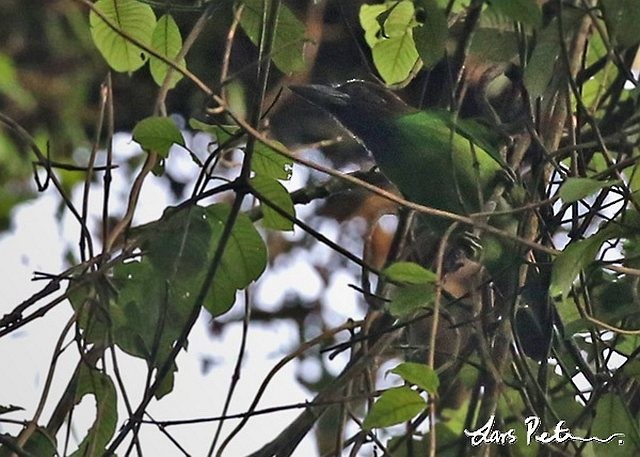 barbet hnědohrdlý - ML377123751