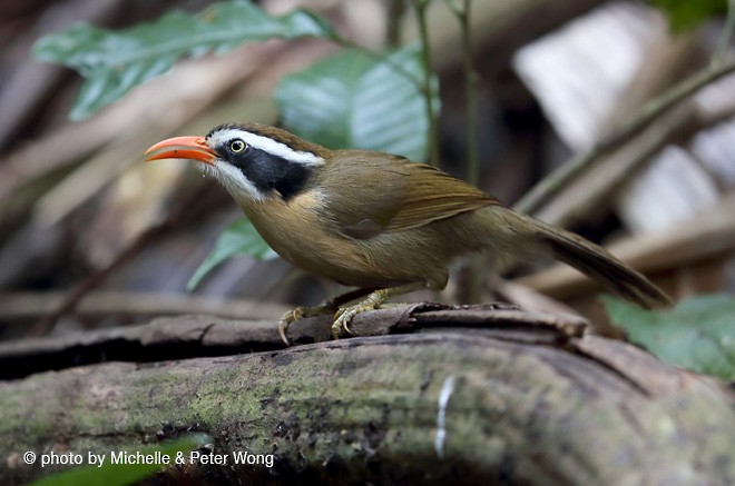 Brown-crowned Scimitar-Babbler (Phayre's) - ML377124901