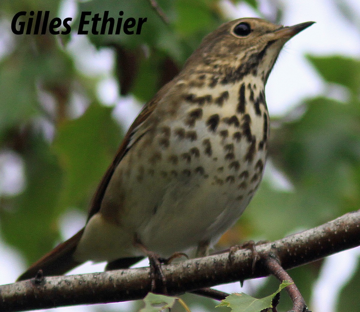 Hermit Thrush - ML377125121