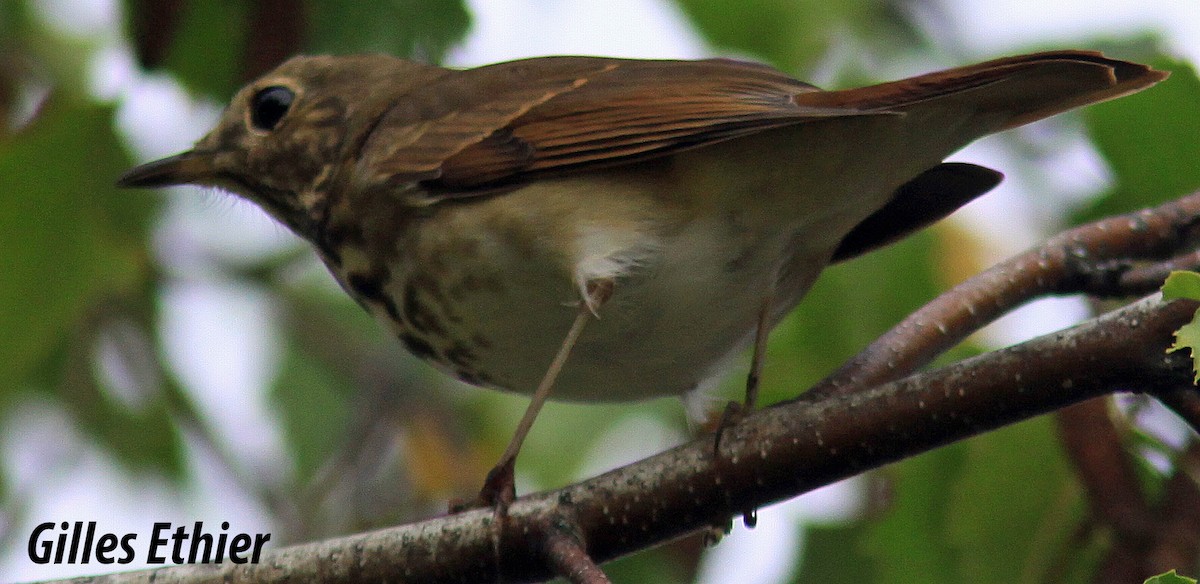 Hermit Thrush - ML377125321