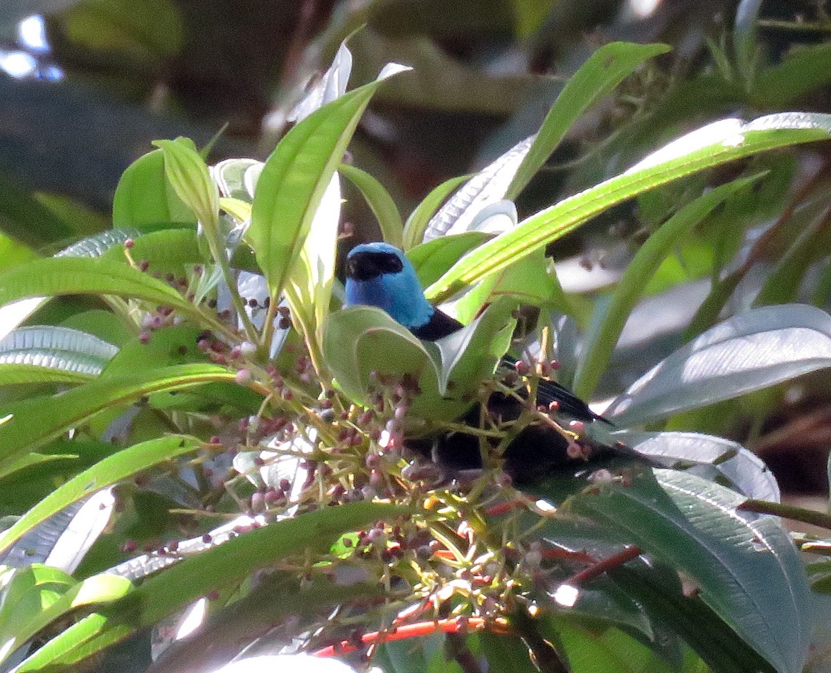 Blue-necked Tanager - ML377125391