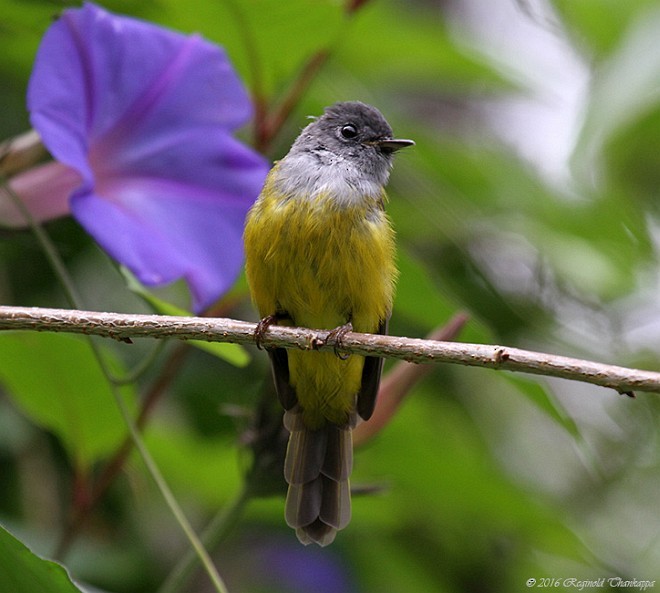 Gray-headed Canary-Flycatcher - ML377126691