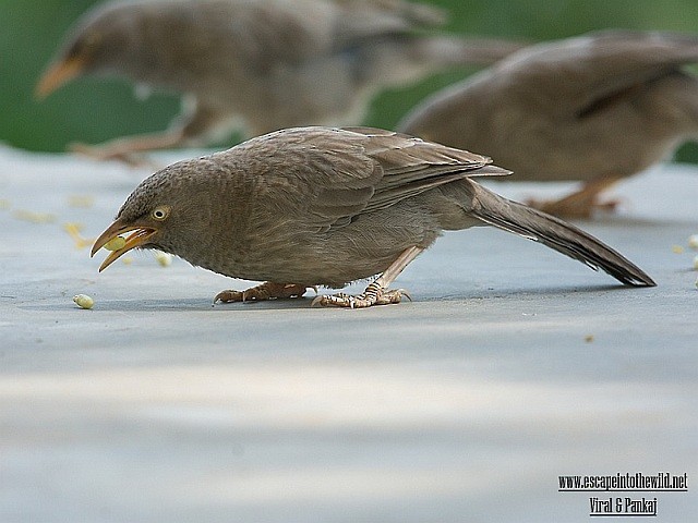 Jungle Babbler - ML377126751