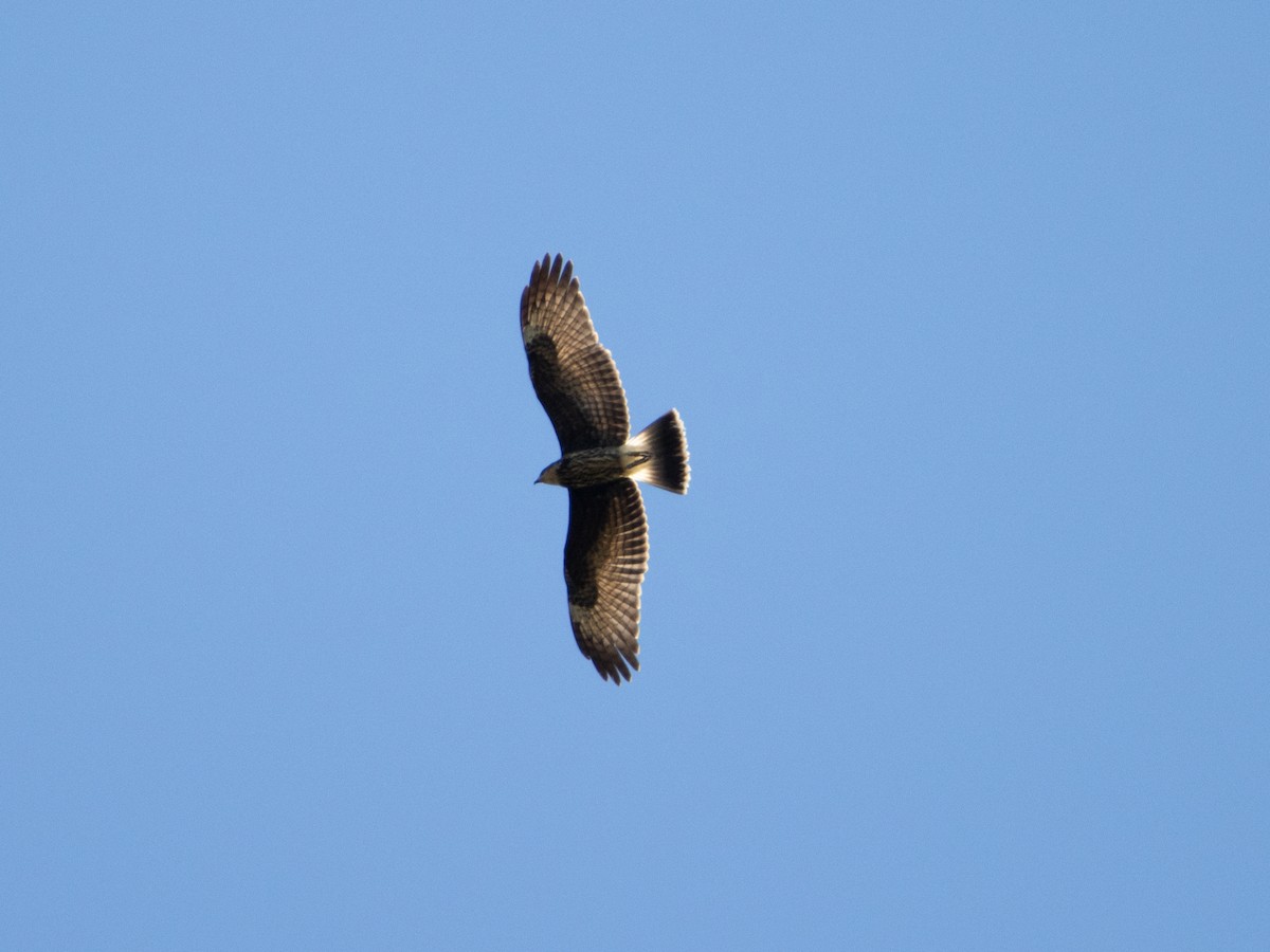 Snail Kite - ML377127031