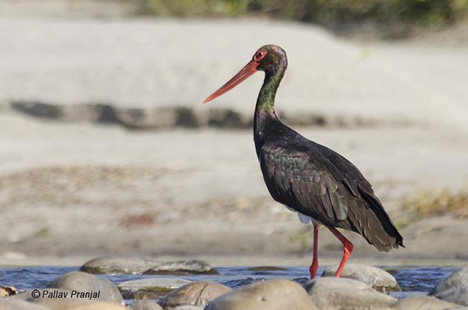 Black Stork - ML377127081