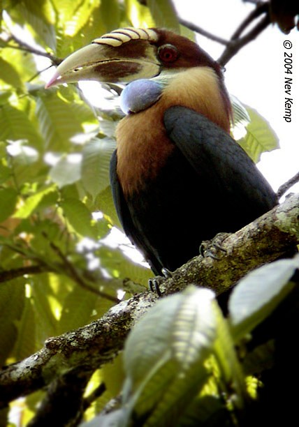 Sumba Hornbill - Nev Kemp