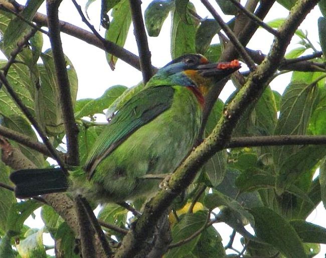 barbet tchajwanský - ML377127981