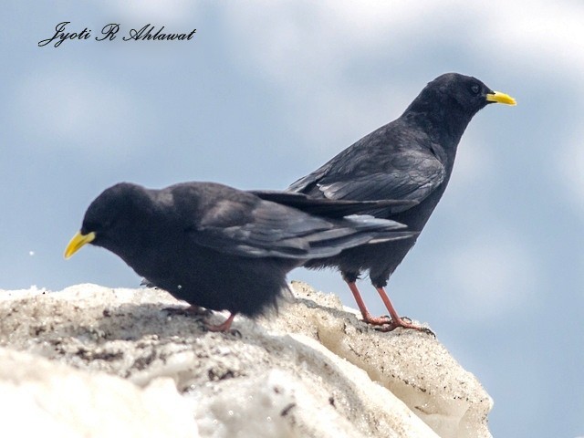 Yellow-billed Chough - ML377128881