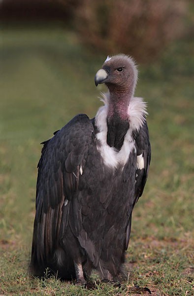 White-rumped Vulture - ML377129411