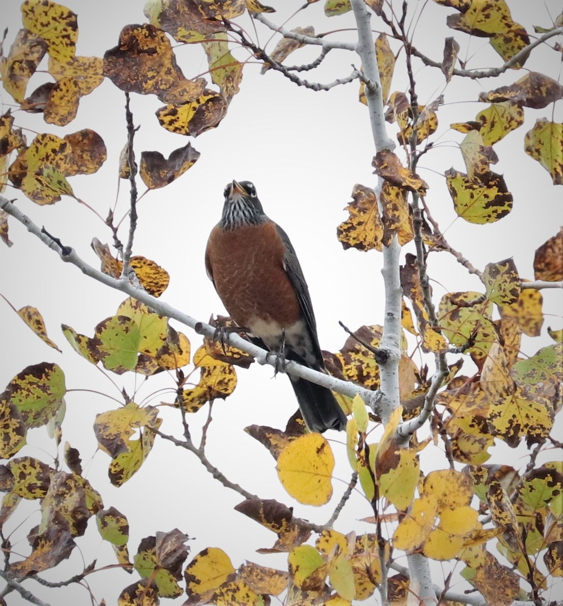 American Robin - ML377129591