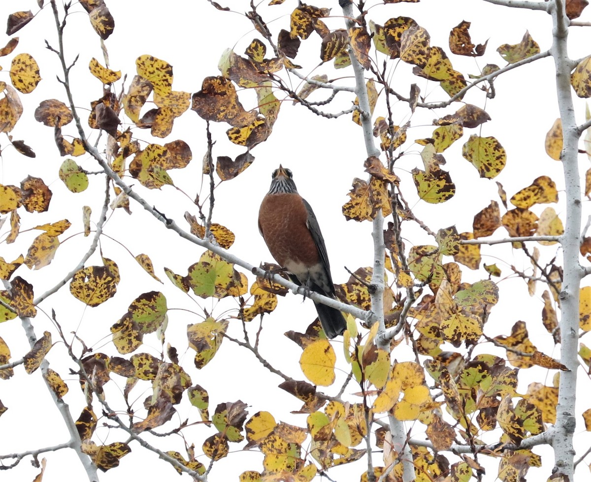 American Robin - ML377129611