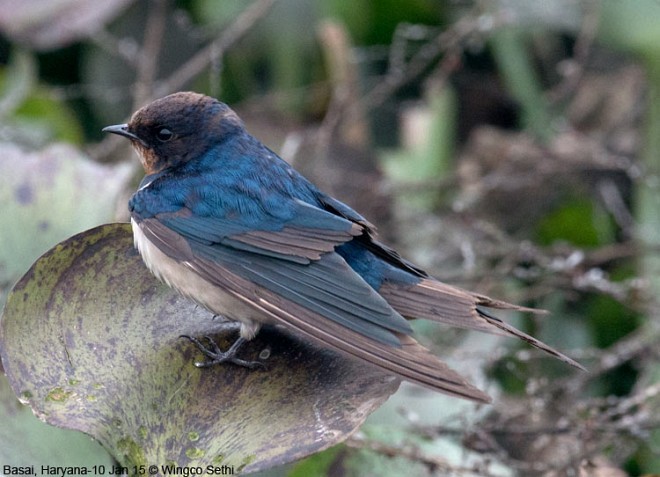 Barn Swallow - Wg Cdr Vijay K Sethi