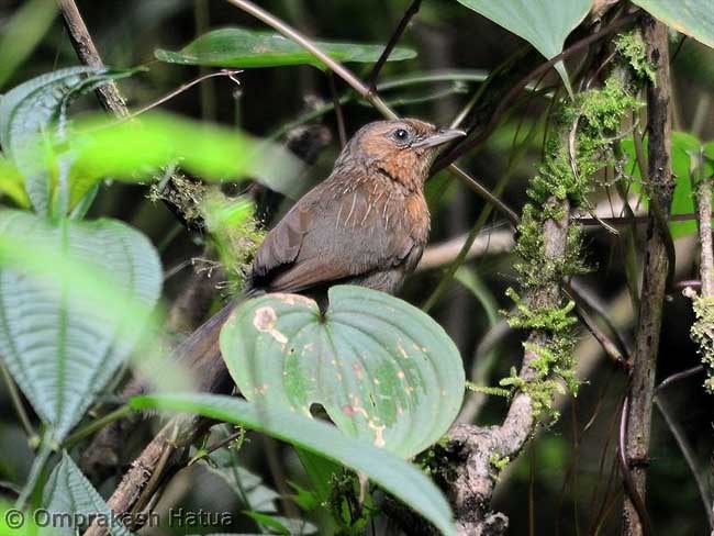 Streaked Laughingthrush - ML377130581